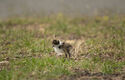August 2026