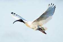 Australian White Ibis, Lake Wendouree, Jill Wharton