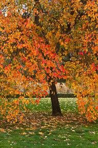 Autumn Colours, Botanical Gardens, Lake Wendouree, Jill Wharton