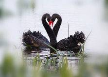 Black Swans. Lake Wendouree, Betty Bibby
