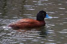 Blue Billed Duck, Lake Wendouree Ballarat, Trevor Bibby