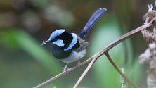 Blue Fairy Wren Yarrowee Trail Ditchfield Rd Brown Hill, Trevor Bibby