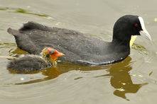 Coots, Lake Wendouree, Ballarat, Carol Hall