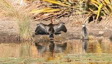 Darter and Little Pied Cormorant, Lake Wendouree, Carol Hall