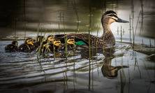 Duck and Ducklings Image by Steve Demeye