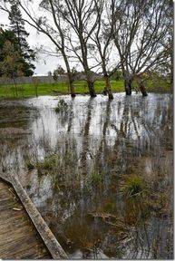 Gum Reflections at Mullawallah Image supplied by Carol Hall