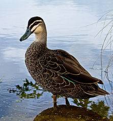 Pacific Black Duck, Lake Wendouree, Jill Wharton