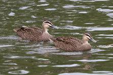 Pacific Black Ducks, Lake Wendouree, Trevor Bibby