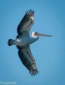 Pelican in Flight Carol Hall