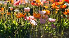Poppies, Botanical Gardens, Lake Wendouree, Jill Wharton