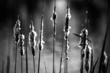 Reeds No 1 Image by Steve Demeye
