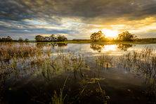 Sunrise over Mullawallah Wetlands Image by Steve Demeye