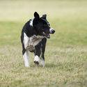 Dean Sheep Dog Trials 2018