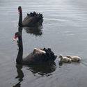 BCC Images Of Lake Wendouree for the Foto Biennale 2019