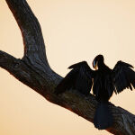 A preen and a chat by Murray McEachern Score 13