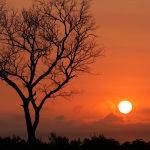 African Sunset by Jill Wharton