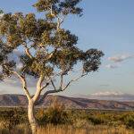 Albert Namatjira's Tree by Vera Paulin