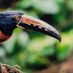 Aracari by Ken Gosbell Merit