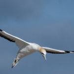 Australasian Gannet by Carol Hall 2nd Place