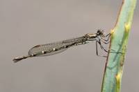 Damsel on Thorns (Keith Aggett) Highly Commended