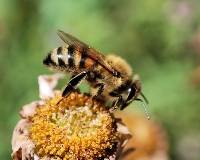 Bee Harvesting (Keith Aggett) Highly Commended