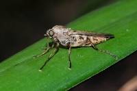 Robber Fly Reposing (Keith Aggett) 3rd Place