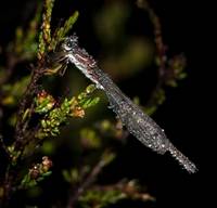 Damselfly with Dew (Carol Hall) 1st Place