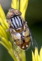 1st Place Native Drone Fly Trevor Bibby