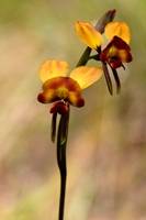 Highly Commended Donkey Orchid Trevor BIbby