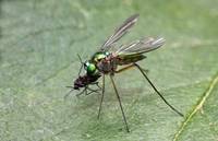 2nd Place Long Legged Fly Trevor BIbby