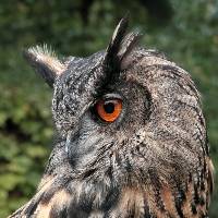 1st Place Eagle Owl Brian Hillman