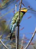 3rd Place Rainbow Bee Eater Ken Smith