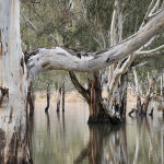 Barmah in Flood by Anne Wilson