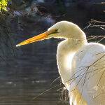 Basking in the Morning Sun by Mark Bevelander