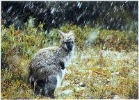 Bennetts Wallaby in Snow (Kaye Kelly) 1st In Section