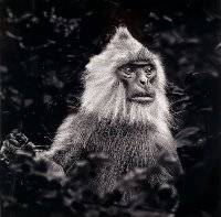 Black faced Langur Monkey Robert Williamson Merit