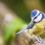 Blue Tit by Frank Carroll Scored 11 3rd Place