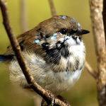 Blue Wren by Hugh Lees