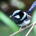 Blue Wren by Trevor Bibby Highly Commended