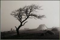 Bonsai - Hans Kawitzki (EFIAP FAPS) : Merit