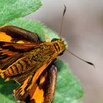 Brown and Yellow Moth (Trevor Bibby)