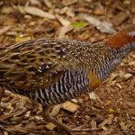 Buff Banded Rail by Leo Ryan Scored 12 2nd Place