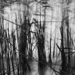 Burrumbeet Reeds at Dawn - Kate Both