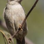 Bushland Beauty (Sandie Adaway)