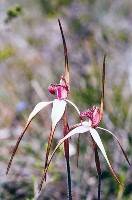 Caladenia Fulva (Judy Johnson) 1st Place Small Prints