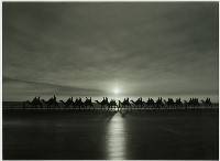 Camels at Broome - Trevor Bibby : Merit