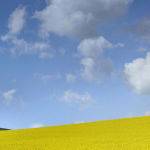 Canola Field (Judy McEachern)