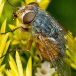 Colourful Fly ( Trevor Bibby)