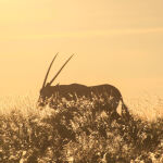 On the move by Vera Paulin 2nd Place