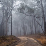 State Forest road by Neil Sinclair Peoples Choice Award